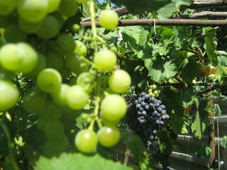 Гостевой дом Античный Дворик Феодосия Трехместный номер «Комфорт» с душем-7